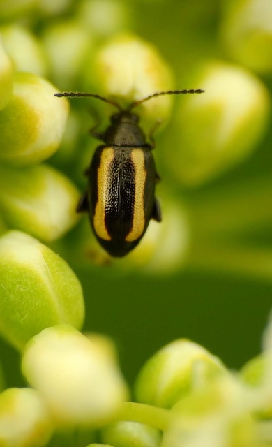Chrysomelidae - levélbogárfélék