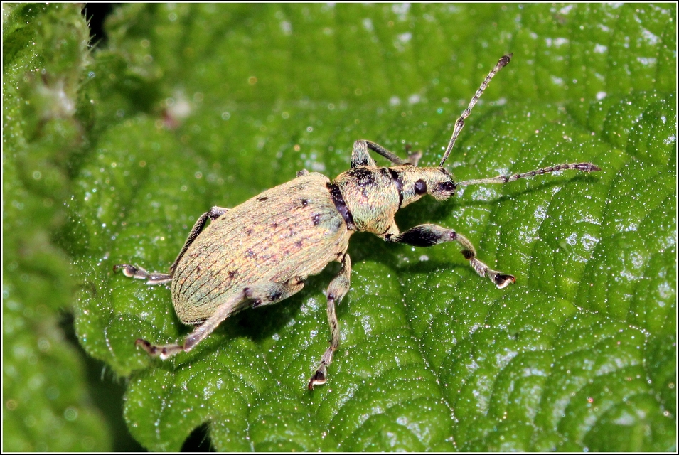 Phyllobius pomaceus - csalán-levélormányos