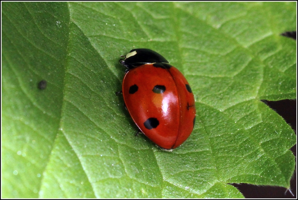 Coccinella septempunctata - hétpettyes katica