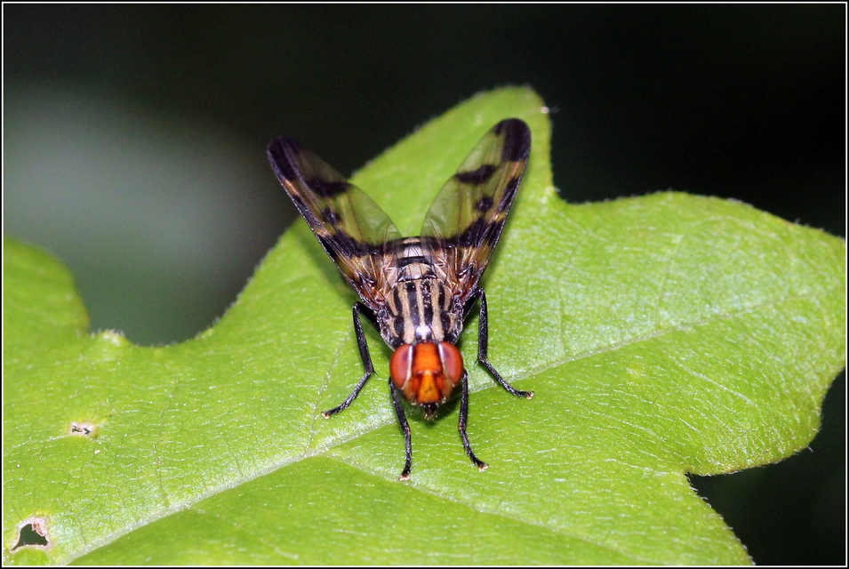 Otites formosa
