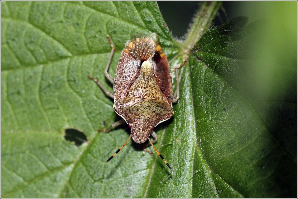 Peribalus strictus - tavaszi címerespoloska Peribalus strictus - tavaszi címerespoloska