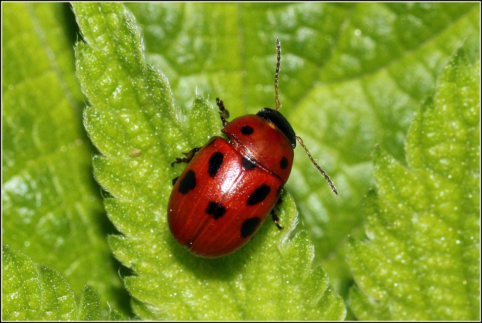 Gonioctena fornicata - közönséges lucernabogár