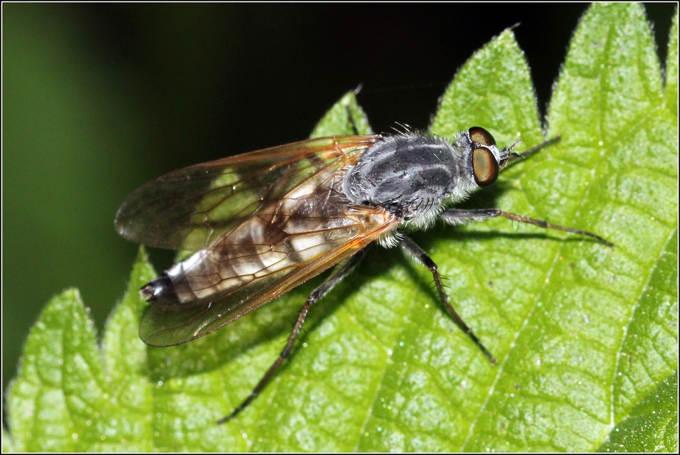 Thereva rustica