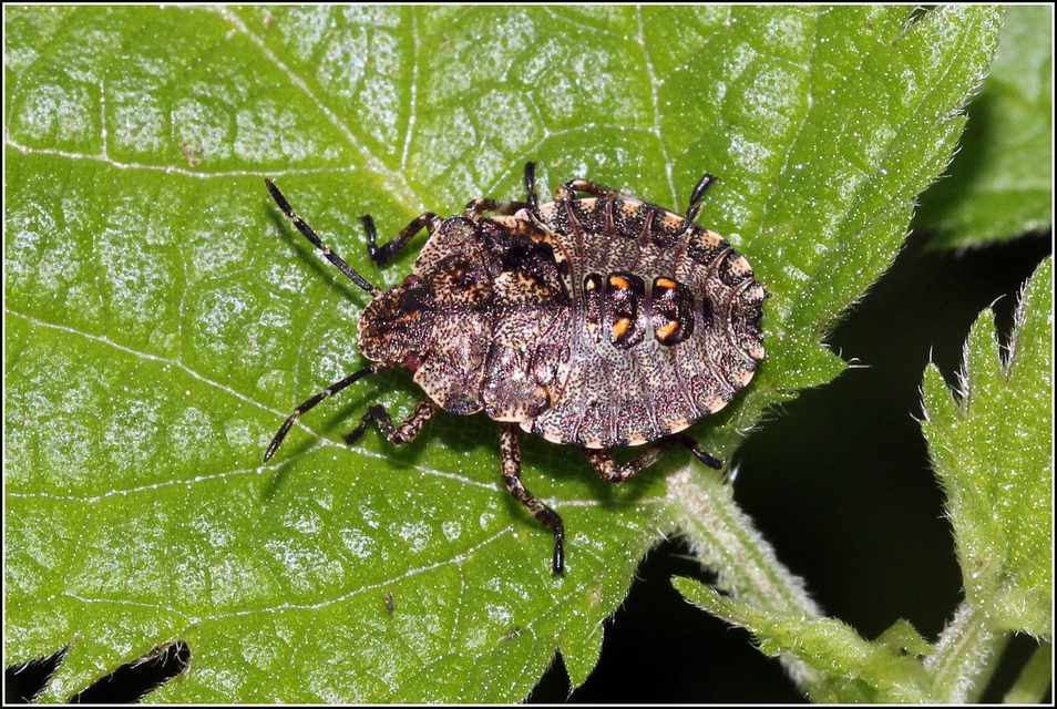 Pentatoma rufipes - vöröslábú címerespoloska Pentatoma rufipes - vöröslábú címerespoloska