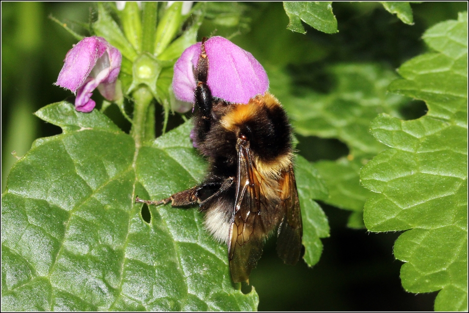 Bombus hortorum