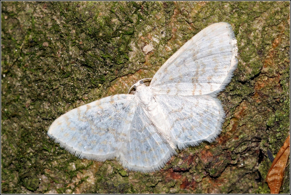 Asthena albulata - gyertyán-fehéraraszoló
