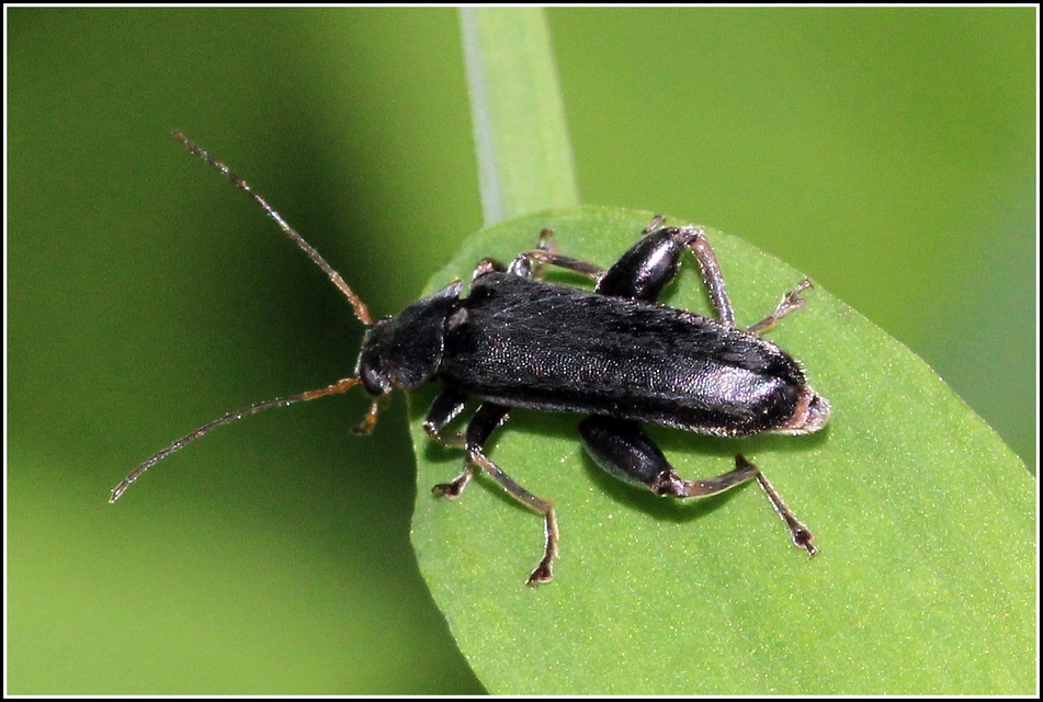 Osphya bipunctata - kétalakú komorka