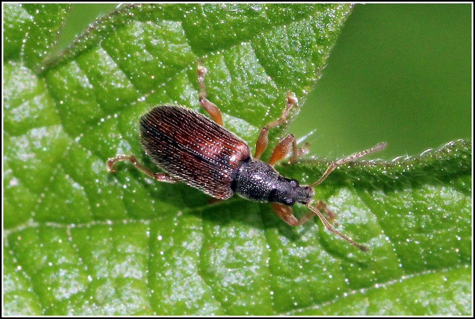 Phyllobius oblongus - közönséges levélormányos