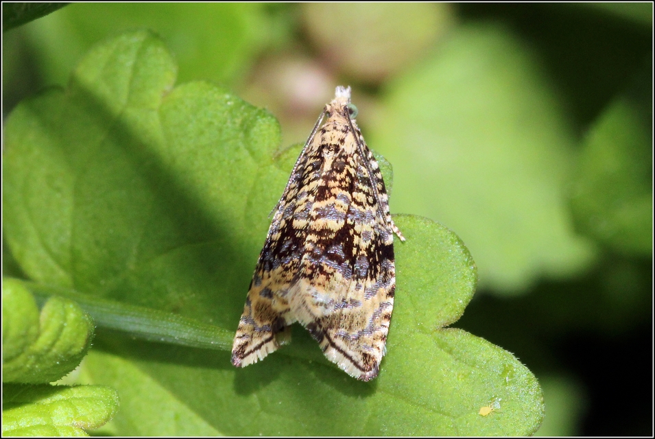 Celypha lacunana - vízparti tükrösmoly