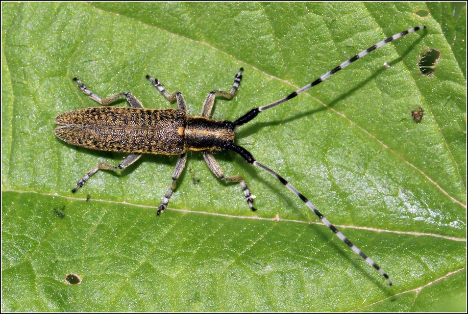 Agapanthia villosoviridescens - fehérgyűrűs bogáncscincér