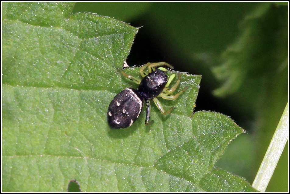 Heliophanus