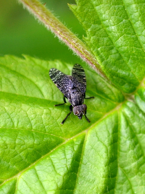 Platystoma