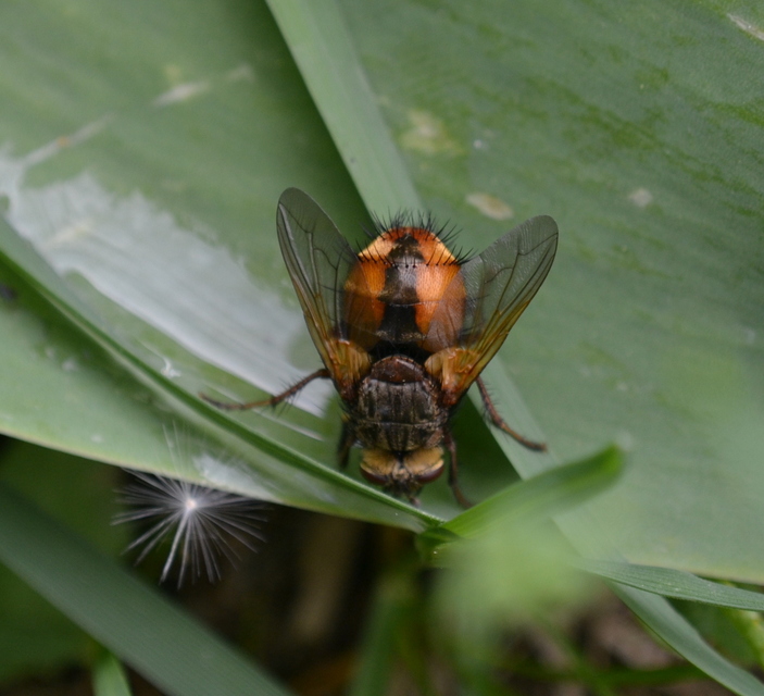 Tachinidae - fürkészlegyek