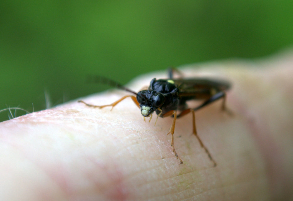 Tenthredinidae - valódi levéldarazsak