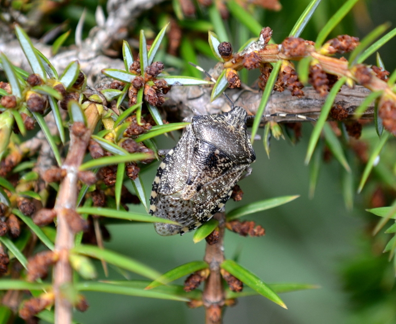 Rhaphigaster nebulosa - bencepoloska