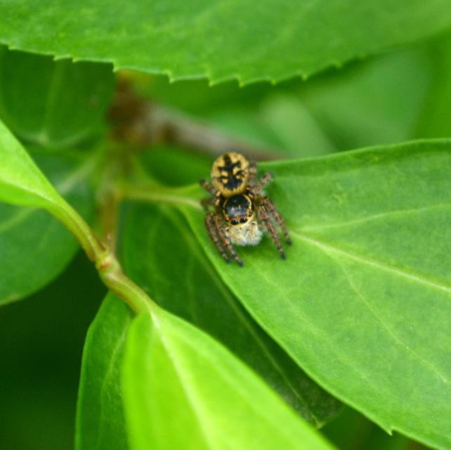 Carrhotus xanthogramma - rozsdás ugrópók