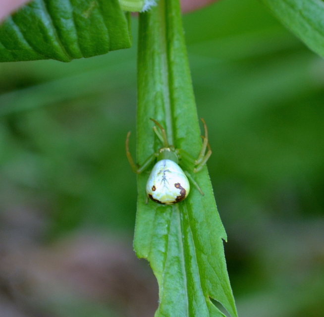 Ebrechtella tricuspidata - alakoskodó karolópók