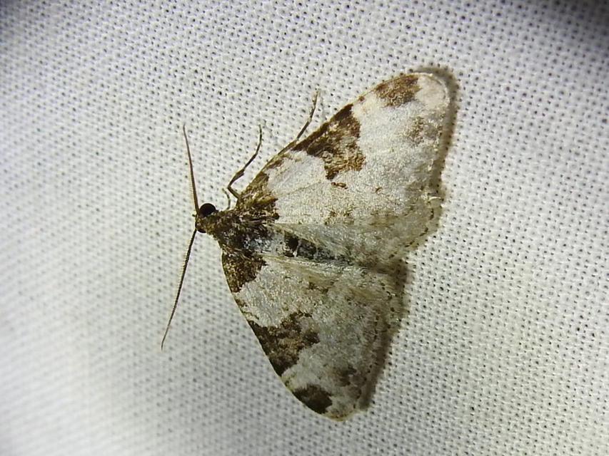 Xanthorhoe fluctuata - közönséges tarkaaraszoló