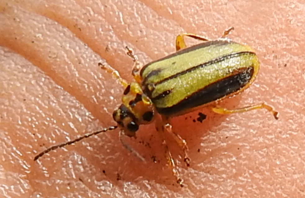 Xanthogalerucella luteola - szilfa-olajosbogár