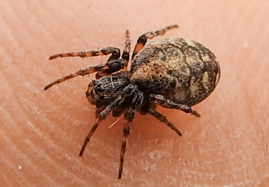 Cercidia prominens - pajzsos keresztespók
