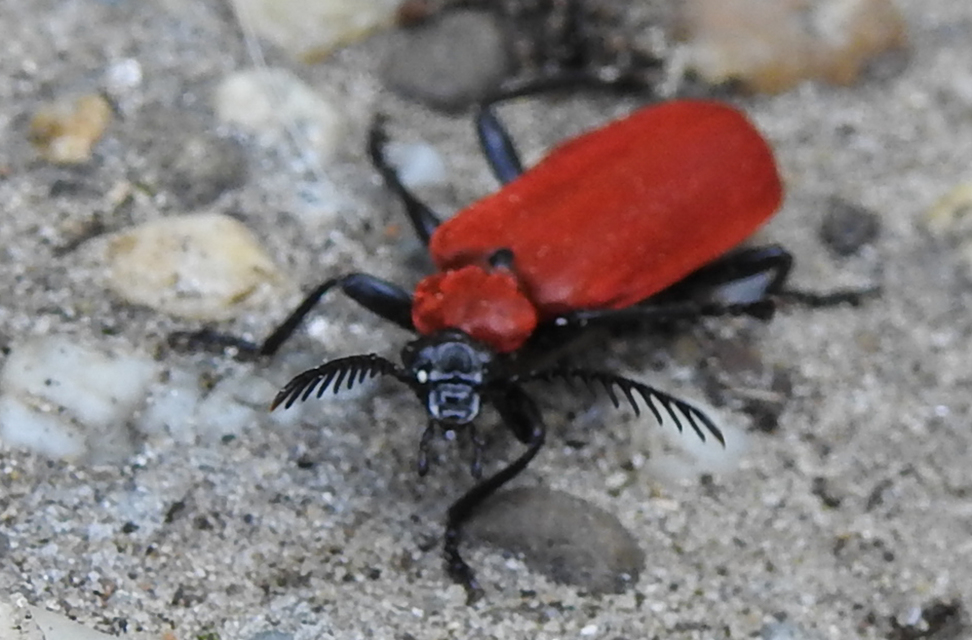 Pyrochroa coccinea - nagy bíborbogár