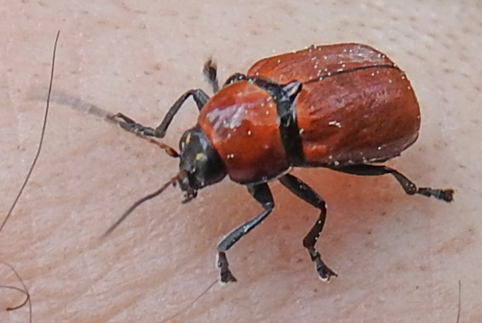 Cryptocephalus coryli - mogyoró-zömökbogár