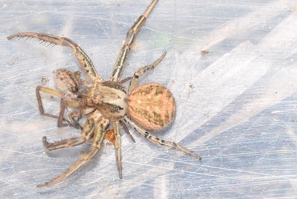Xysticus kochi - közönséges karolópók