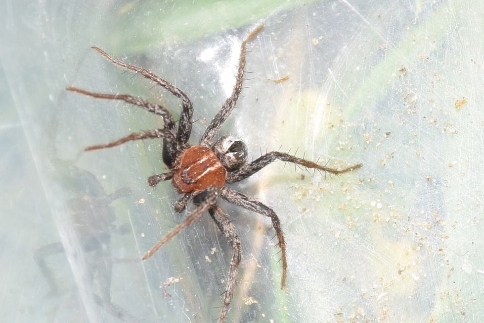 Thanatus arenarius