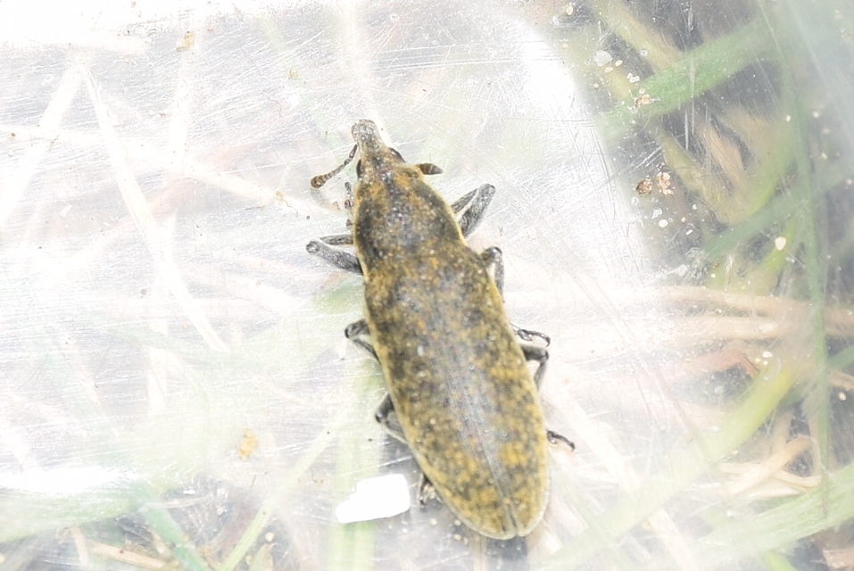 Lixus cardui - bogáncsfúró dudvabarkó