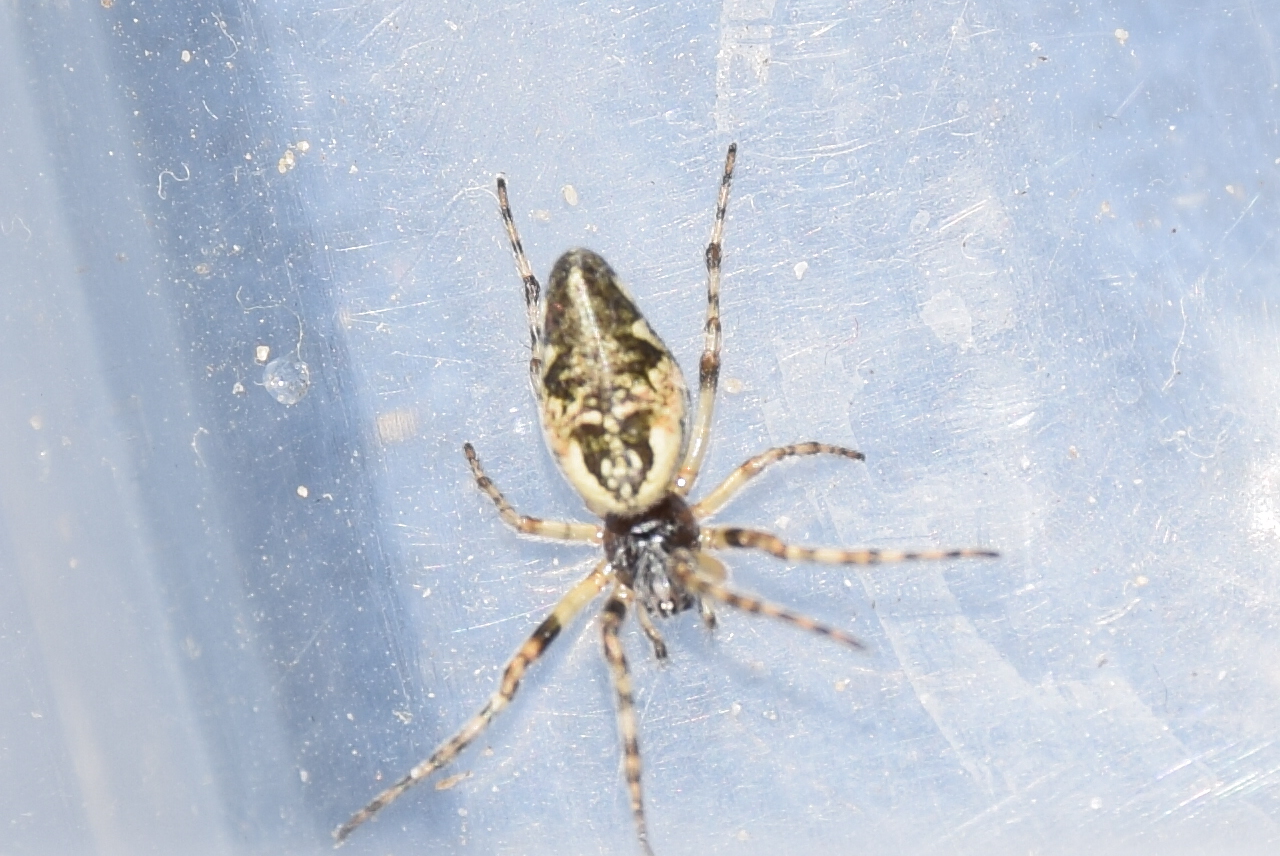 Cyclosa conica - csúcsos keresztespók