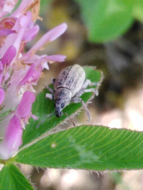 Sciaphobus