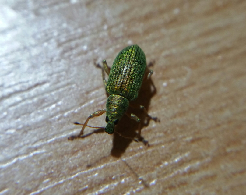 Polydrusus formosus - selymes lombormányos