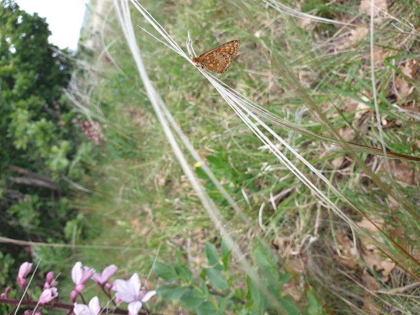 Euphydryas aurinia - lápi tarkalepke