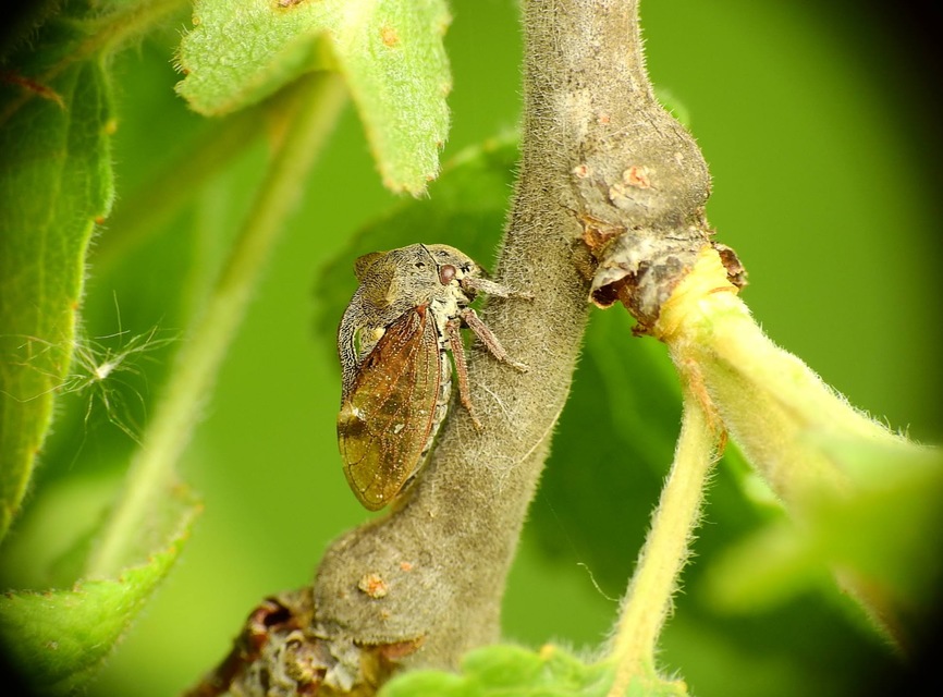 Centrotus cornutus - szarvaskabóca