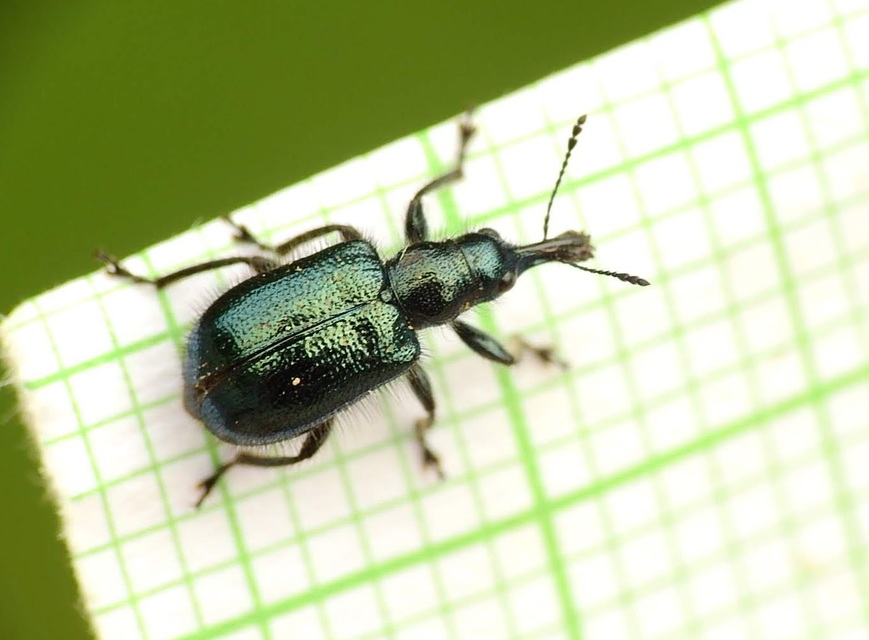 Lasiorhynchites