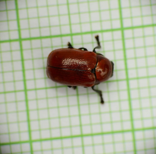 Cryptocephalus coryli - mogyoró-zömökbogár