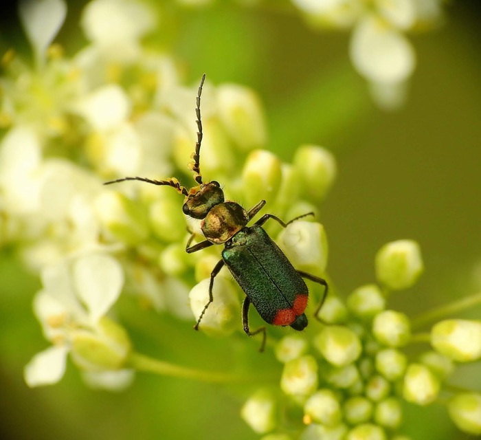Malachius bipustulatus - kétfoltos bibircsesbogár