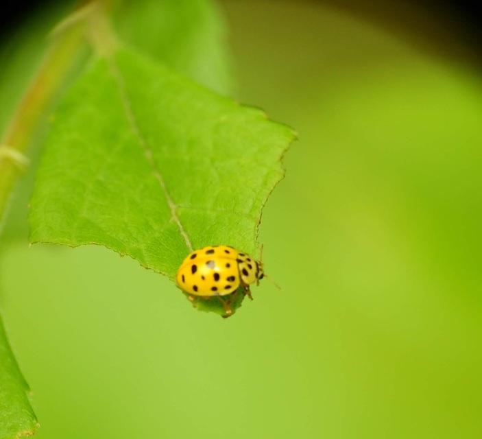 Psyllobora vigintiduopunctata - huszonkétpettyes katica