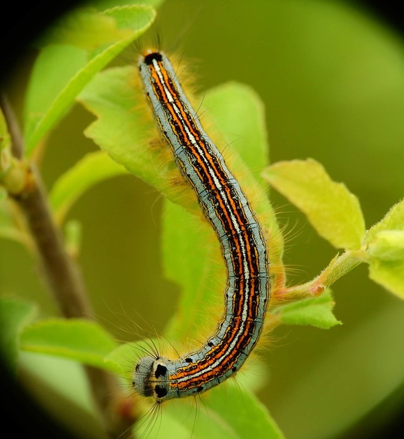 Malacosoma neustria - gyűrűsszövő