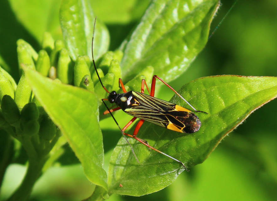 Miris striatus - sávos mezeipoloska