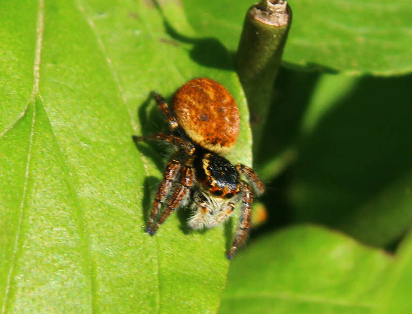 Carrhotus xanthogramma - rozsdás ugrópók