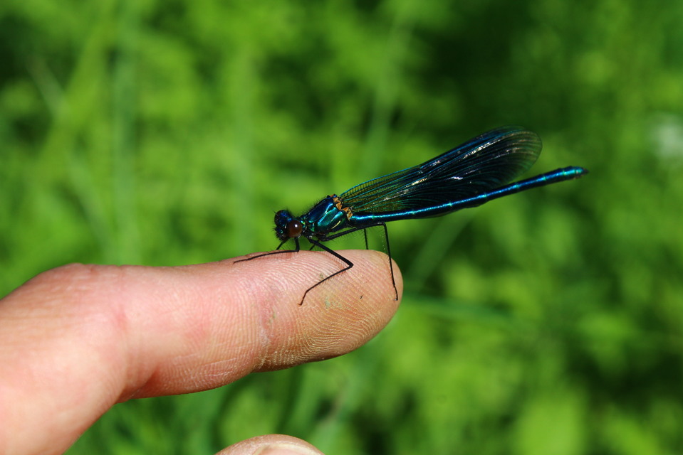 Calopteryx splendens - sávos szitakötő