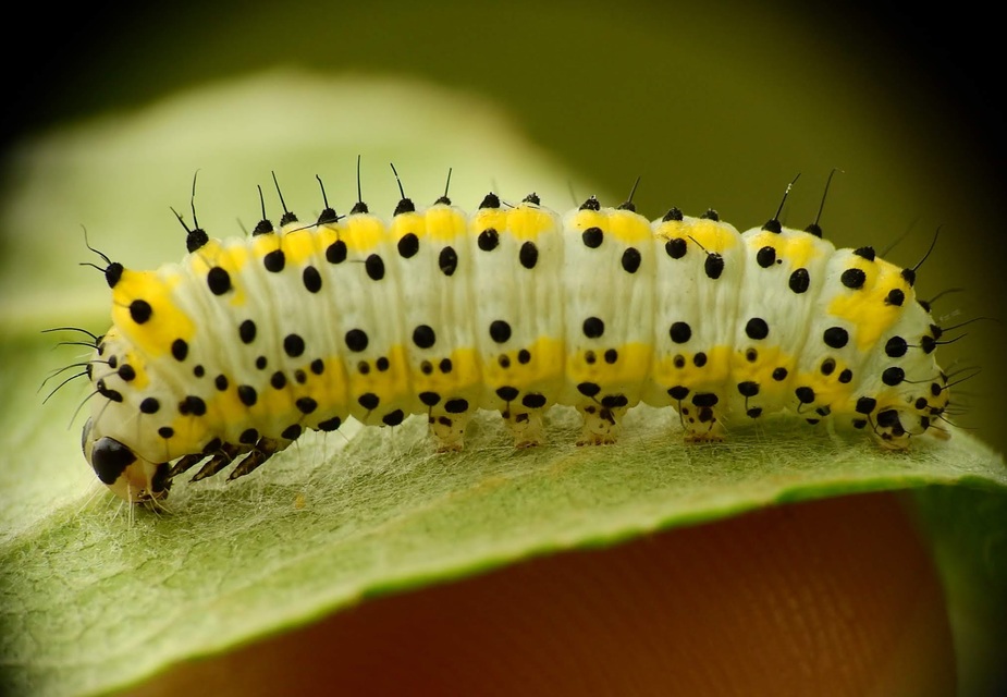 Diloba caeruleocephala - őszi kékesbagoly