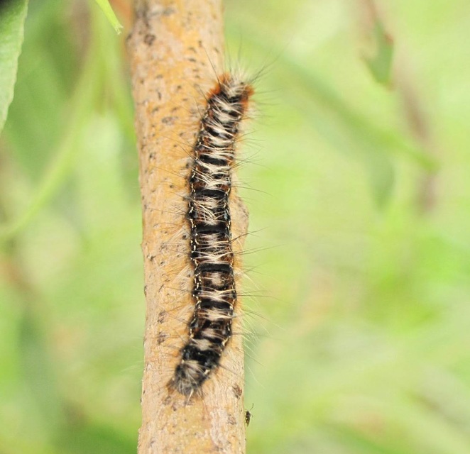 Eriogaster catax - sárga gyapjasszövő