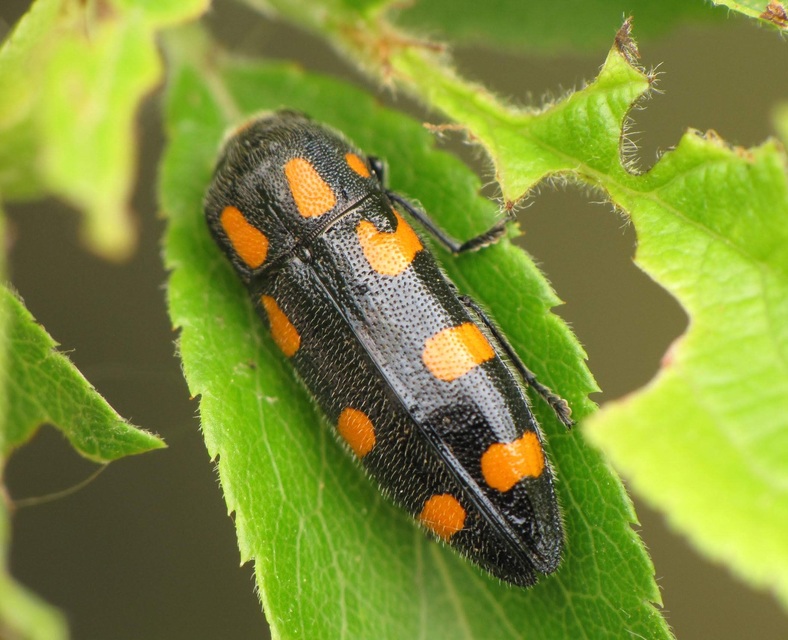 Ptosima undecimmaculata - sárgafoltos díszbogár