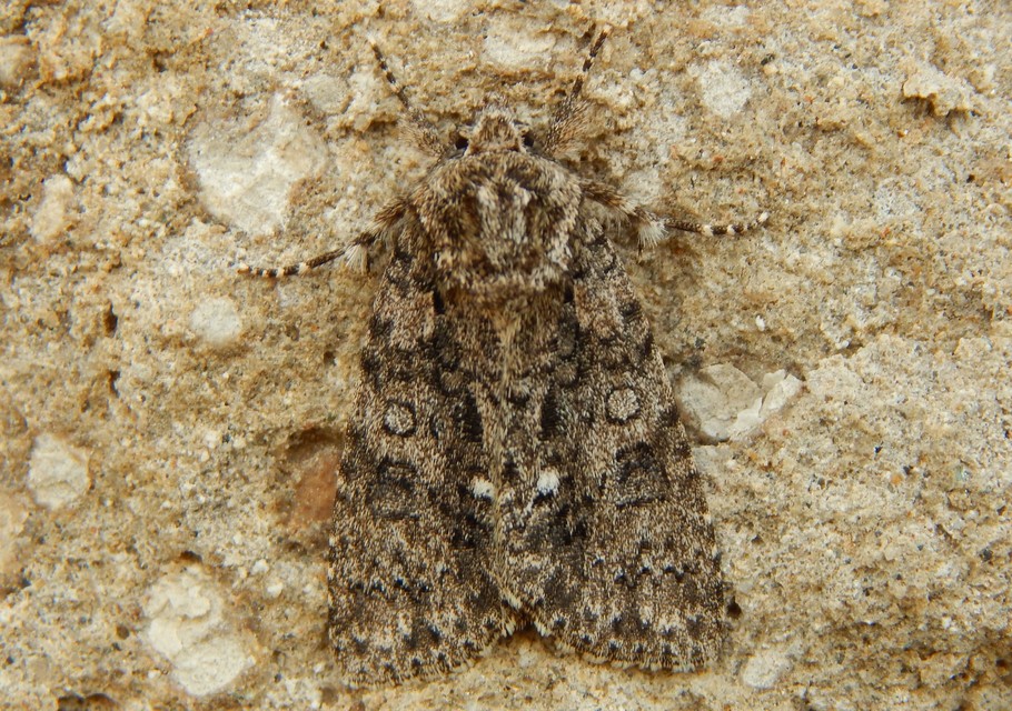 Acronicta rumicis - sóska-szigonyosbagoly