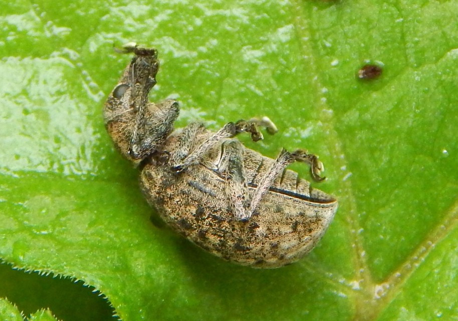 Liophloeus tessulatus - kockás barabolyormányos