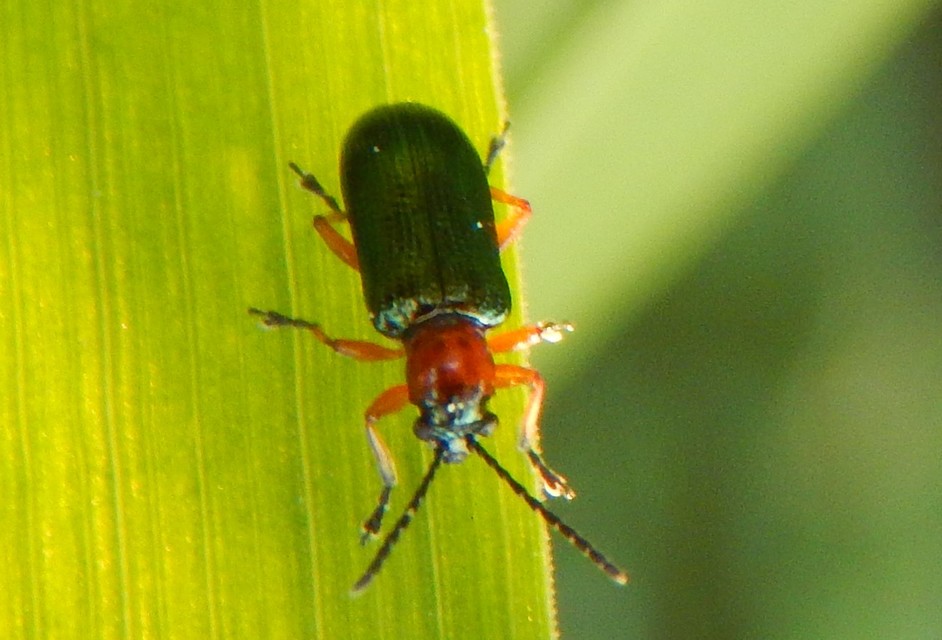 Oulema melanopus/duftschmidi