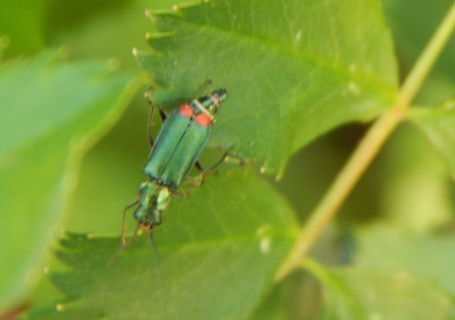 Malachius bipustulatus - kétfoltos bibircsesbogár