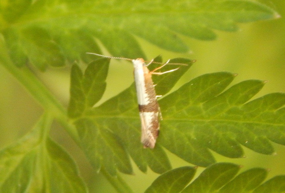 Argyresthia